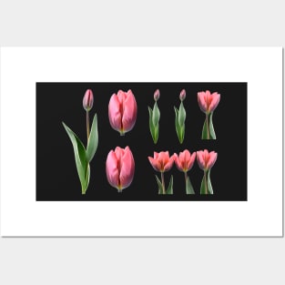 Tulipa &#39;Pretty Princess&#39; Triumph Group Tulip Posters and Art